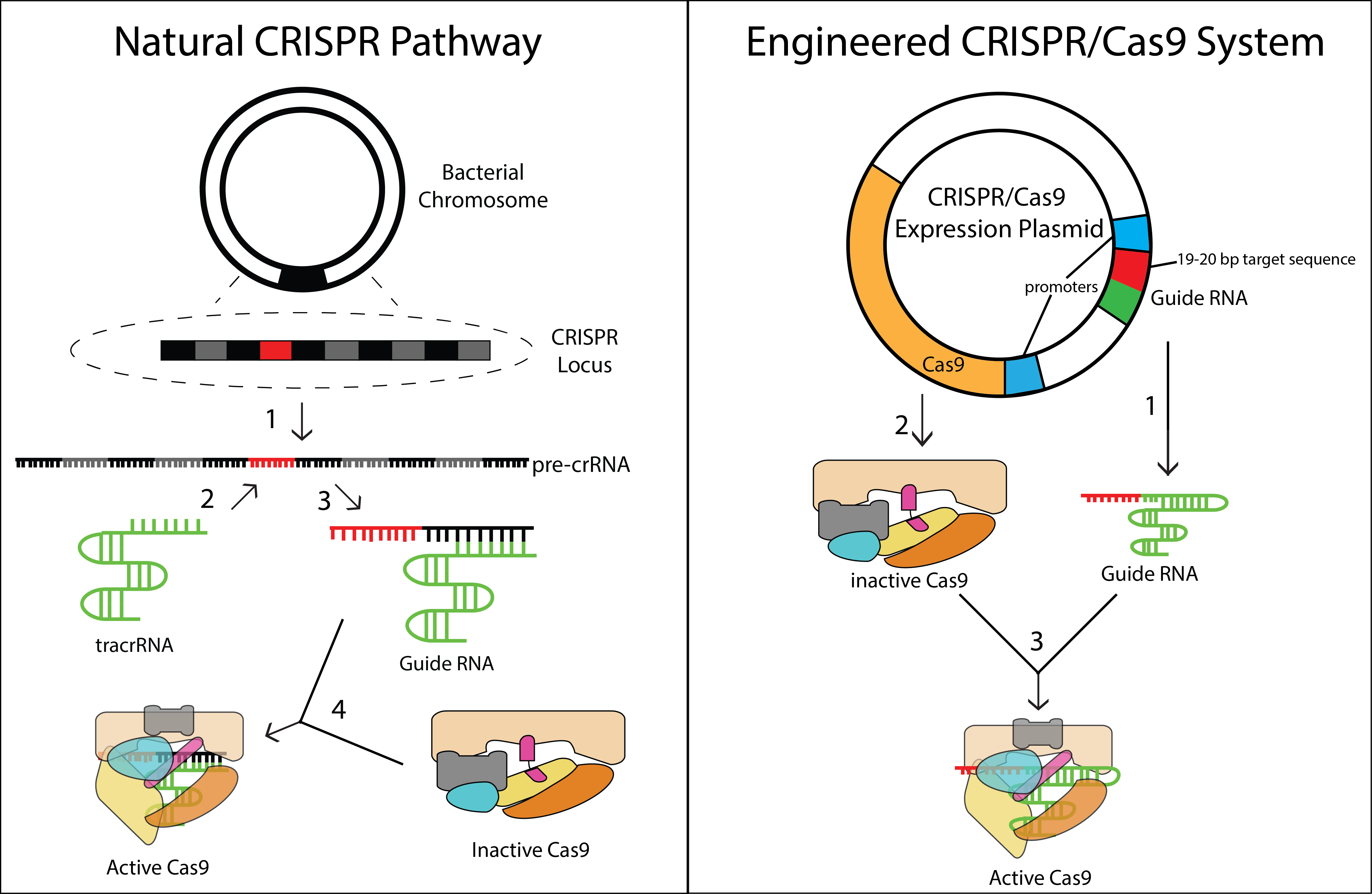 How CRISPR Cas9 Gene Editing Is Revolutionizing Medical Research